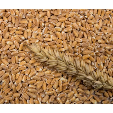 Erdődi Biodinamikus hántolt tönkölybúza 1kg